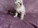 Ostin - Bengal Cat For Sale - Miami, FL, US