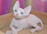 Kenwood - Sphynx Cat For Sale - Norwalk, CT, US