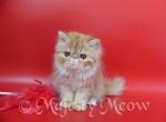 Persey - Persian Cat For Sale - Yucca Valley, CA, US