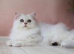 Kashmir - British Shorthair Cat For Sale - Miami, FL, US