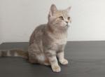 Galaxy - British Shorthair Cat For Sale - Denver, CO, US