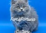 Blue British Longhair Female - British Shorthair Cat For Sale - Texarkana, TX, US