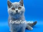 Blue British Shorthair Lavender Collar - British Shorthair Cat For Sale - Texarkana, TX, US