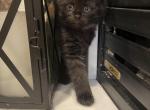 Boston - Domestic Cat For Sale - Westfield, MA, US
