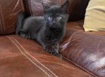 Denver - Domestic Cat For Sale - Westfield, MA, US