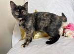 Charlotte - Munchkin Cat For Sale - Ava, MO, US