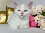 Tommy - Munchkin Cat For Sale - Ava, MO, US