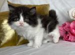 Godiva - Minuet Cat For Sale - Ava, MO, US