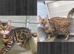 TICA Registered Bengal Breeding Pair - Bengal Cat For Sale/Service - Ava, MO, US