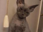 Blue Boy - Devon Rex Cat For Sale - Stanford, MT, US