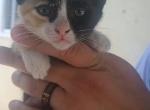 No Longer Available - Domestic Cat For Sale - Azusa, CA, US