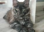 Rich Reserved - Maine Coon Cat For Sale - NY, US