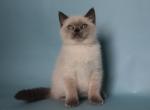 Oscar - Scottish Straight Cat For Sale - Nicholasville, KY, US