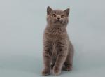 Jassy - Scottish Straight Cat For Sale - Nicholasville, KY, US