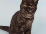 Ivy - Scottish Straight Cat For Sale - Nicholasville, KY, US