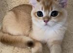 Golden British shorthair - British Shorthair Cat For Sale - Charlotte, NC, US