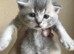 Scottish straight grey male - Scottish Straight Cat For Sale - Houston, TX, US