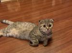 Rina - Scottish Fold Cat For Sale - Philadelphia, PA, US