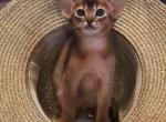 Pegas - Abyssinian Cat For Sale - Murrieta, CA, US