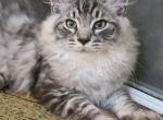 Siberian Tiger Silver color - Siberian Cat For Sale - New York, NY, US