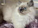 Hazels Litter 2 - Himalayan Cat For Sale - Tampa, FL, US