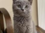 Stefan - Scottish Straight Cat For Sale - Huntington, NY, US