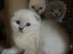 Scottish kittens - Scottish Fold Cat For Sale - Huntington, NY, US