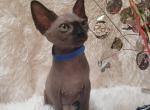 Storm - Sphynx Cat For Sale - Mundelein, IL, US