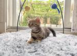 ella - British Shorthair Cat For Sale - Staten Island, NY, US