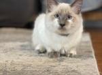 Blu - Ragdoll Cat For Sale - Mount Vernon, WA, US