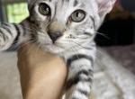 Savannah F 6 - Savannah Cat For Sale - FL, US