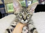 Wonderful kttenSavannah F 2 - Savannah Kitten For Sale - FL, US