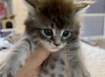 Maincoon baby Gil - Maine Coon Cat For Sale - FL, US