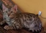 Tate - Bengal Cat For Sale - PA, US