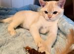 Jean Luc - Burmese Cat For Sale - ID, US