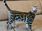 Dastin - Bengal Cat For Sale - Miami, FL, US