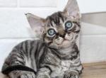 Cosmo - Devon Rex Cat For Sale - Miami, FL, US