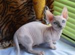 Fantomas Bambino - Sphynx Cat For Sale - Norwalk, CT, US