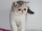 Thumbelina - Exotic Cat For Sale - Boiling Springs, PA, US