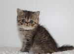 Theodore - Exotic Cat For Sale - Boiling Springs, PA, US