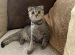 Di - Scottish Fold Cat For Sale - Philadelphia, PA, US