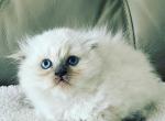 Scottish Fold male - Scottish Fold Cat For Sale - Orlando, FL, US