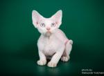 Fedor - Devon Rex Cat For Sale - Miami, FL, US