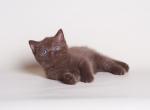 Simon - British Shorthair Cat For Sale - Norwalk, CT, US