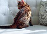 Adore - Bengal Cat For Sale - New York, NY, US