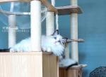 Ragdoll babies - Ragdoll Cat For Sale - State College, PA, US