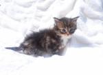 Purradise Mainecooons Ohio - Maine Coon Kitten For Sale - OH, US