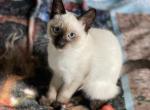 Siamese Kittens Seal Point Male - Siamese Cat For Sale - Thousand Oaks, CA, US