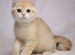 Fenom - British Shorthair Cat For Sale - Norwalk, CT, US