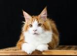 UA Mazurka Pixel - Maine Coon Cat For Sale - Brooklyn, NY, US